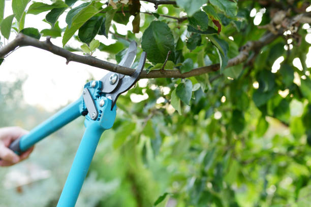 Best Emergency Tree Service  in Durham, NC